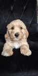 Piękny Piesek Maltipoo