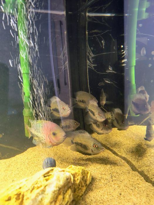 Pielengnice uaru kròlewskie