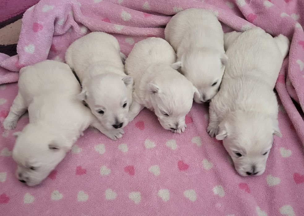 West Highland White Terrier