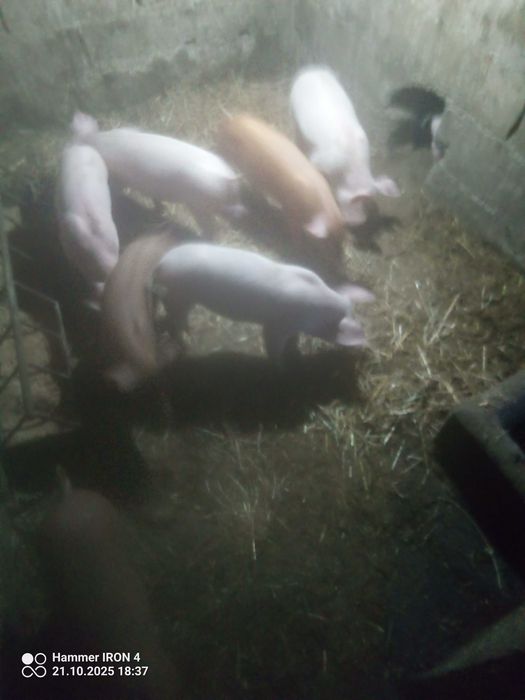 Leitões raça Pietran com duroc