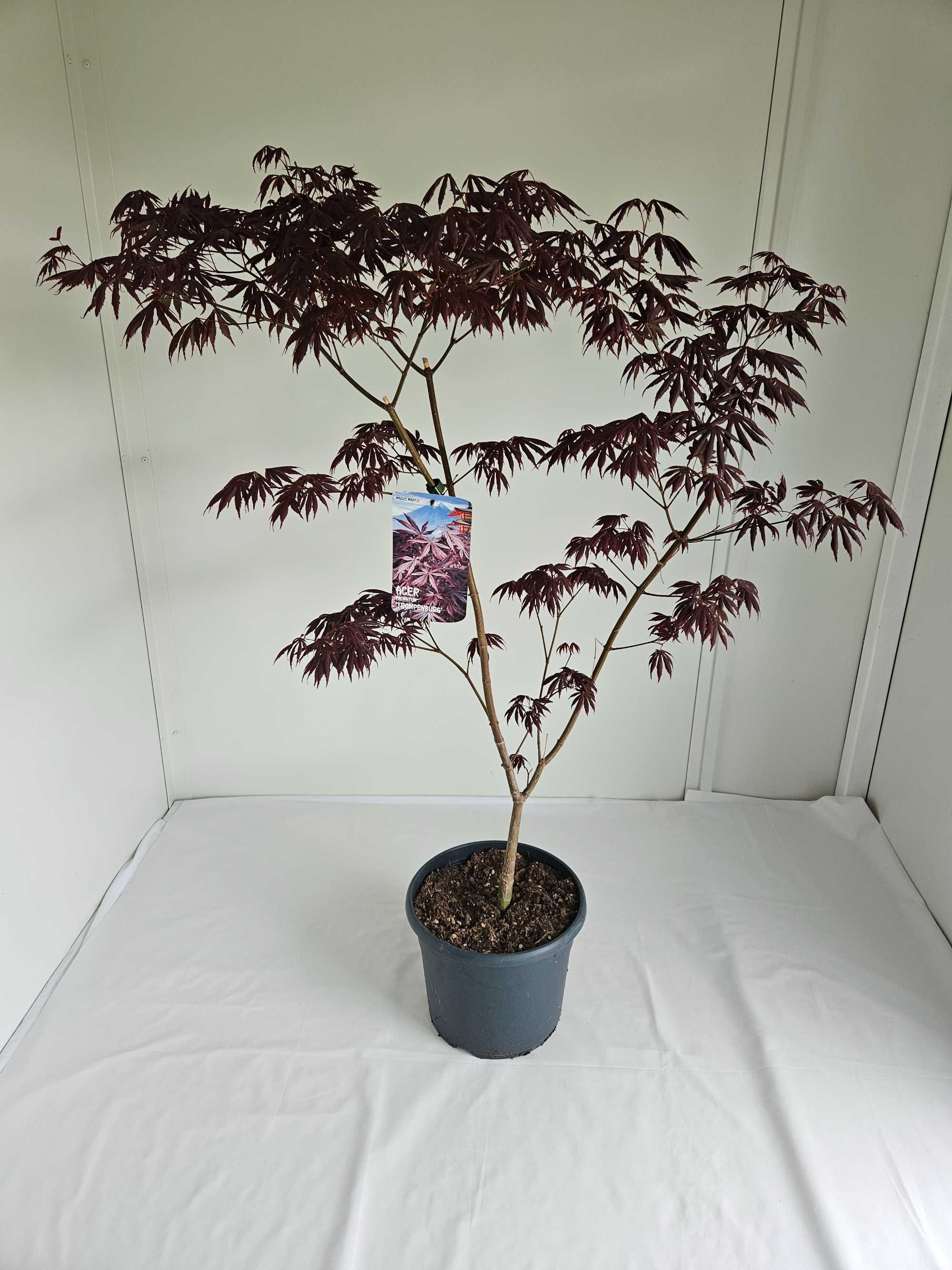 Bonsai – Klon japoński palmowy 'Trompenburg' (Acer palmatum)