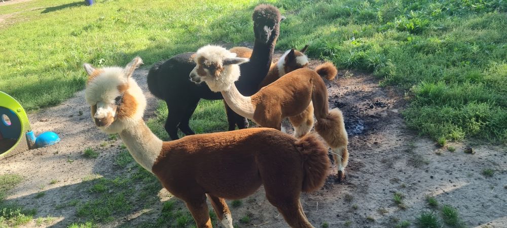 Alpaka Huacaya Samiec 1 rok Czarny dobrej budowy