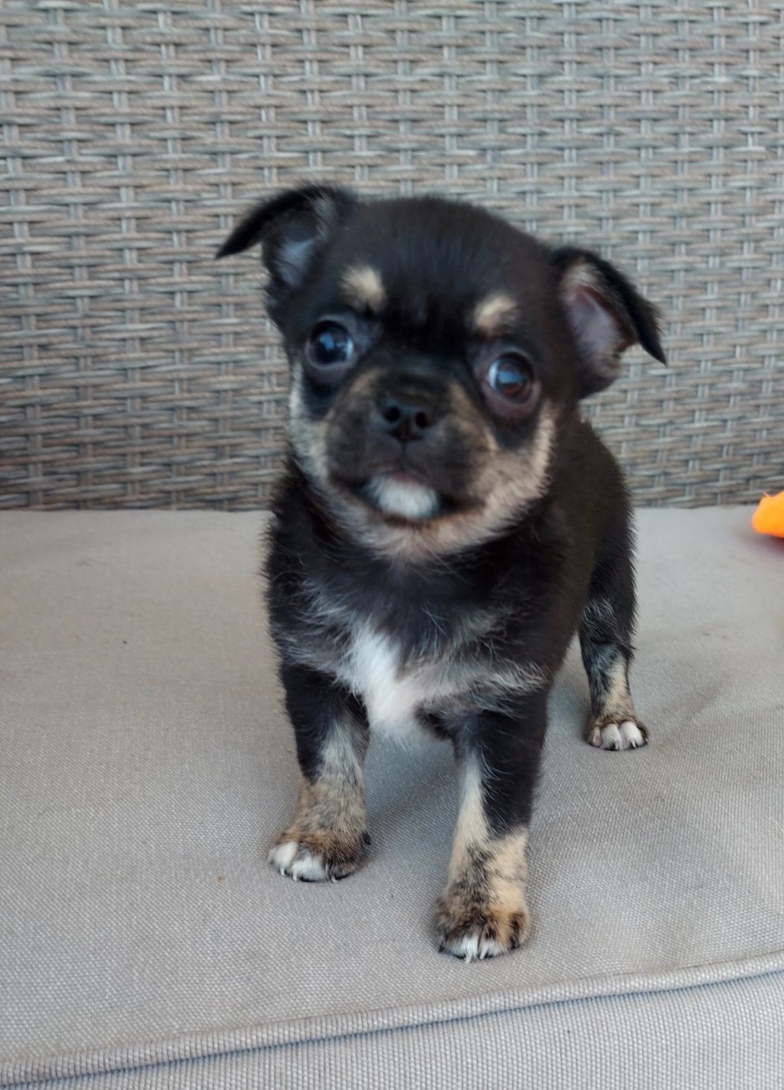 Espetacular Chihuahua Machinho