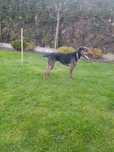 Oddam w dobre rece 2 letnia suczke