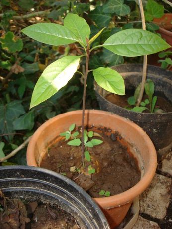 Planta da árvore abacateiro - Pêra abacate