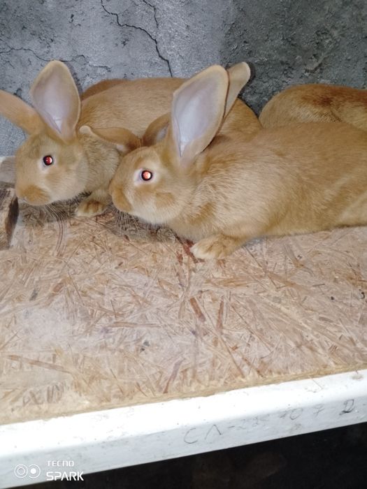 Бургундські кролі вік 3 місяці
