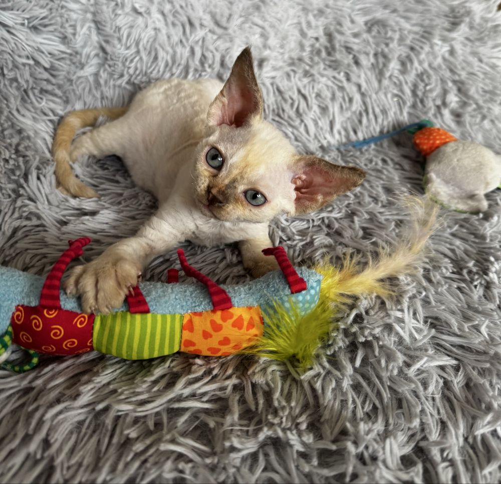 Piękna koteczka Devon Rex