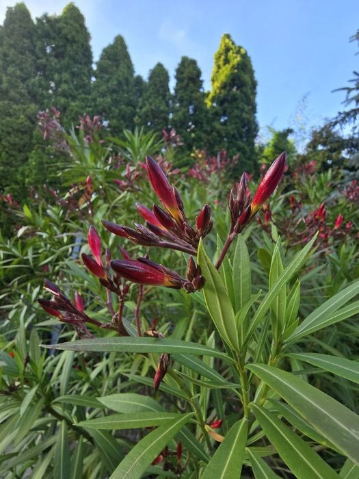 Oleander, piękny okaz, średnica donicy 63 cm o wysokości ok 2m