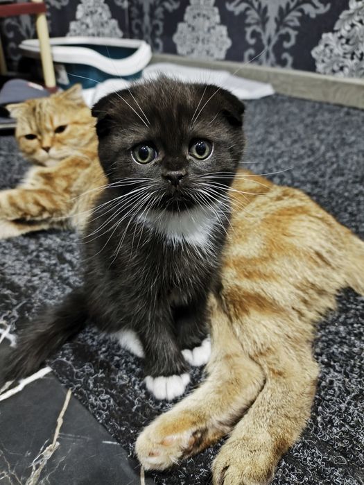 Продам шотландських кошенят.