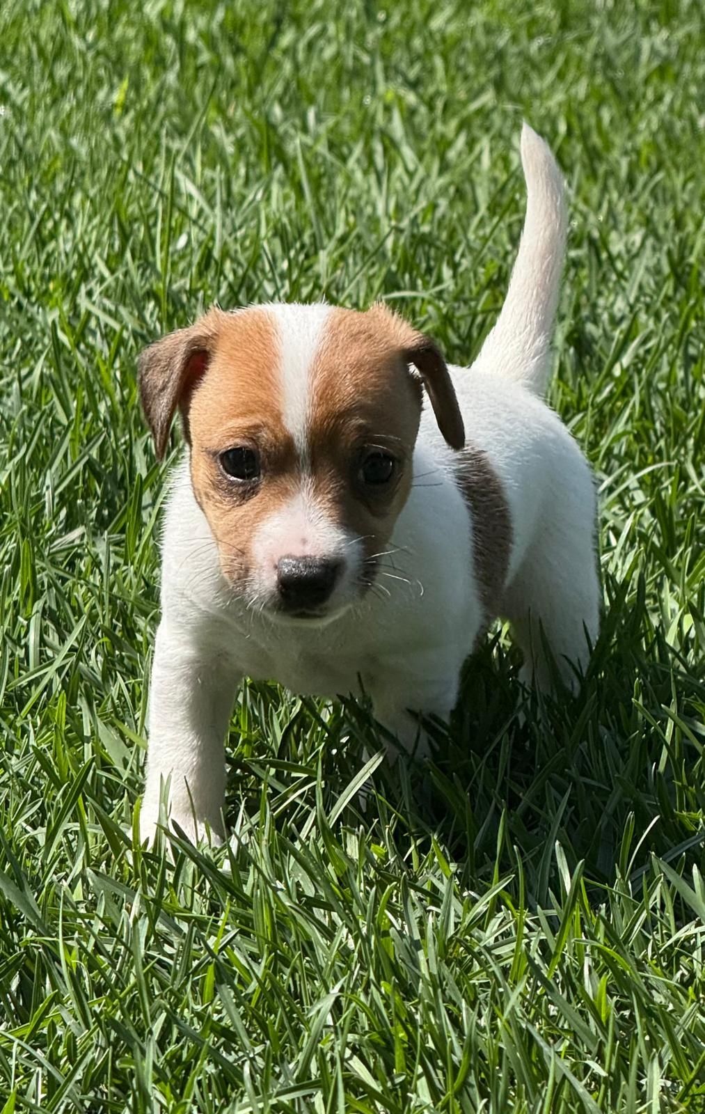 Jack Russel qualidade