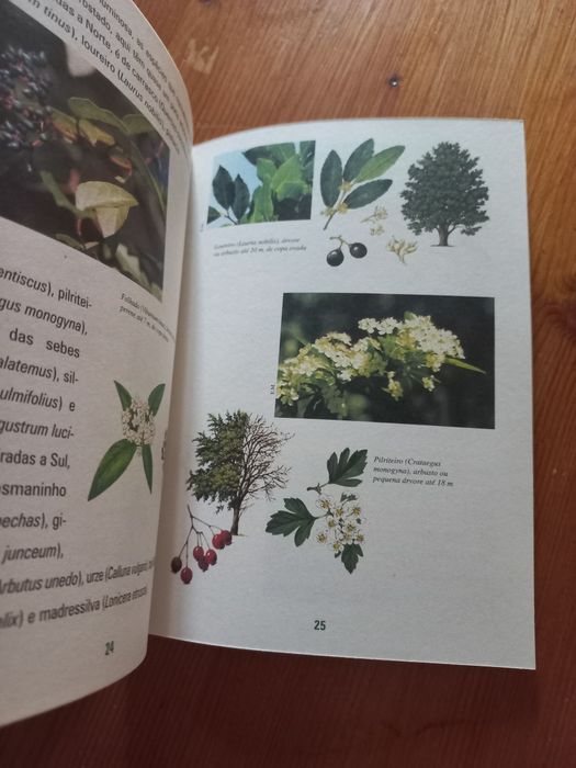 Livro cerca do convento mata dos 7 montes