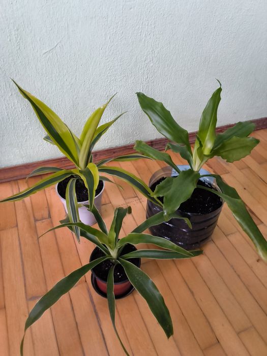 Драцена,молоді рослини