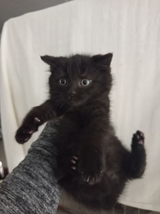 Młody kociak Bolko rozgląda się za domkiem