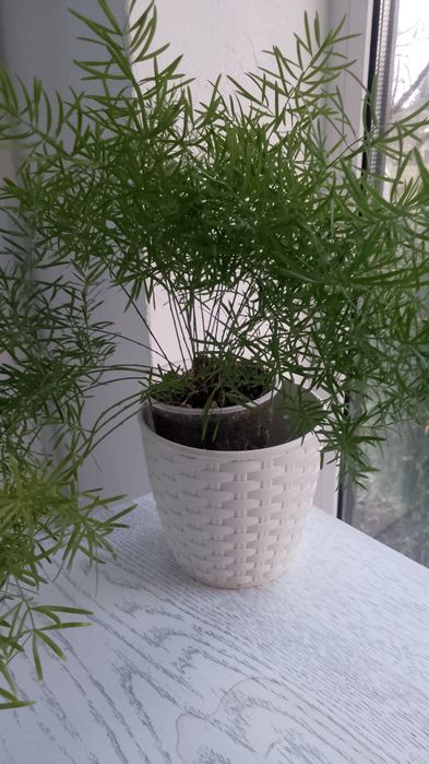 Аспарагус кімнатний