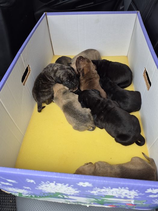 Готуются до переїзду в нову родину малеча Кане-корсо