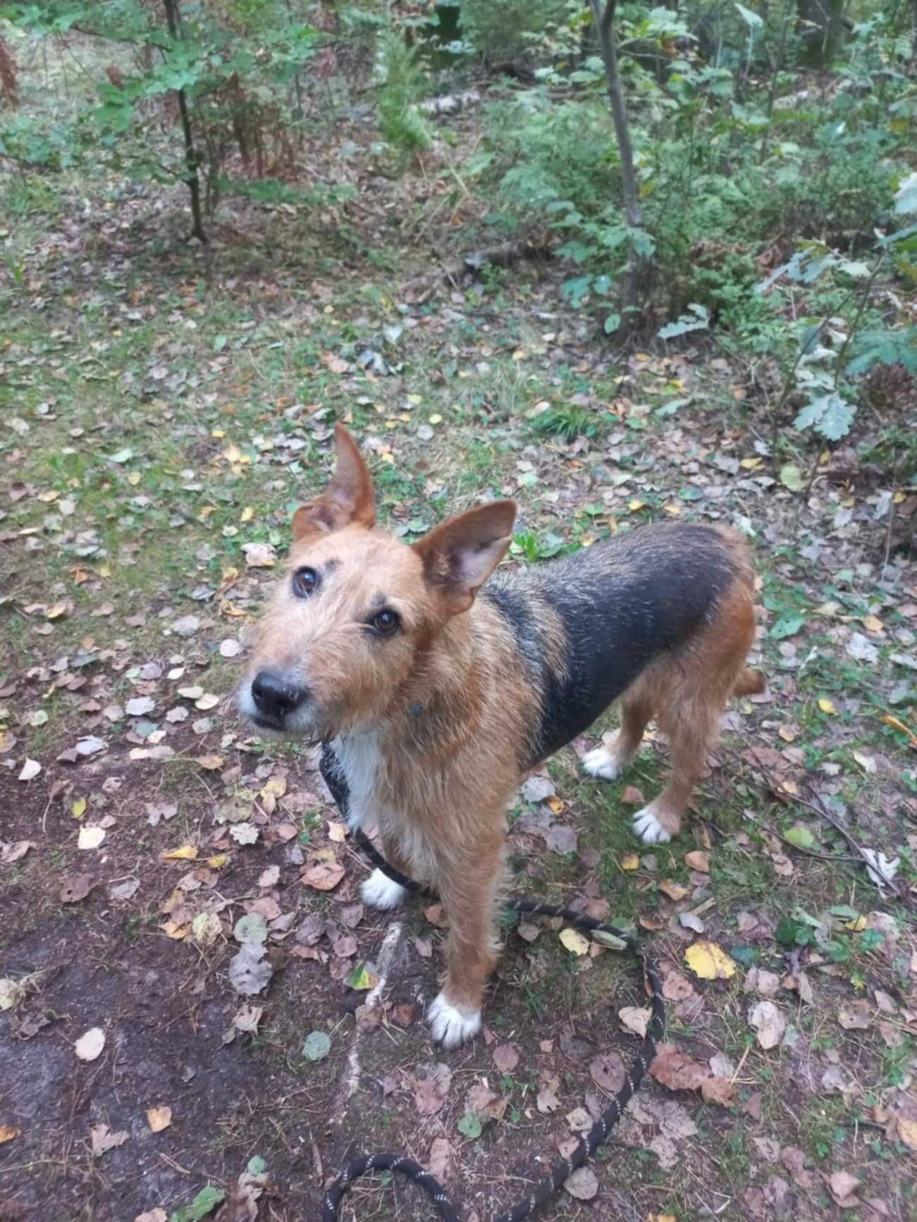 NUKA śliczna terrierka szuka swojej rodziny, młoda, adoptuj, za darmo