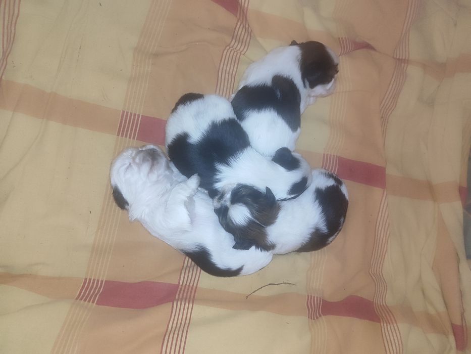 Shih tzu do rezerwacji