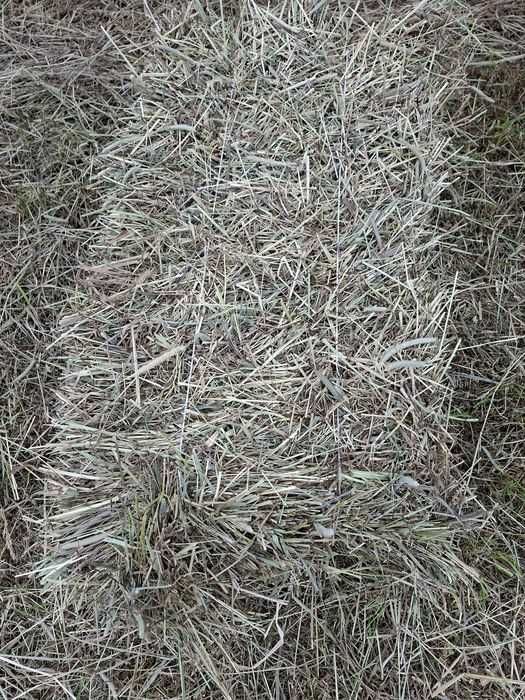 Siano kostki tegoroczne