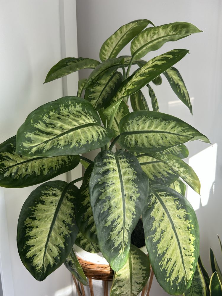 Kwiat doniczkowy Diphenbachia