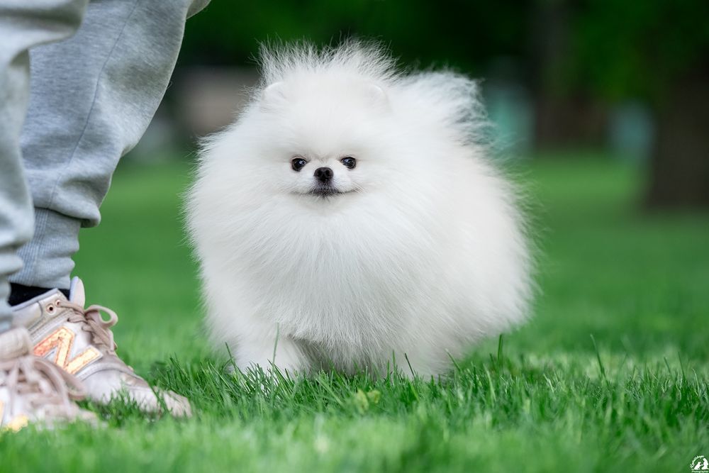 Шикарный привозной белый кобель шпиц , открыт для вязки