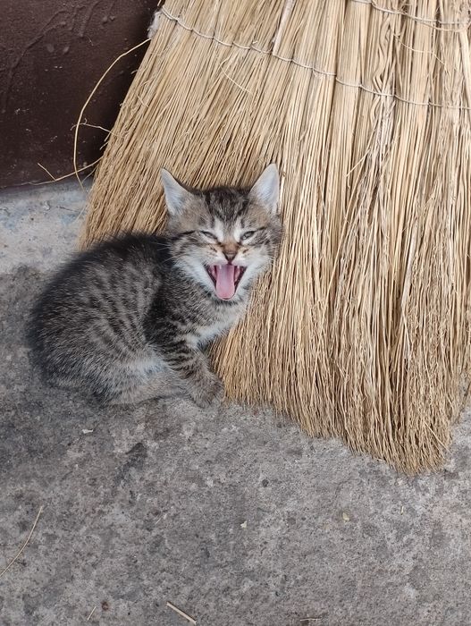 Віддам кошеня котика