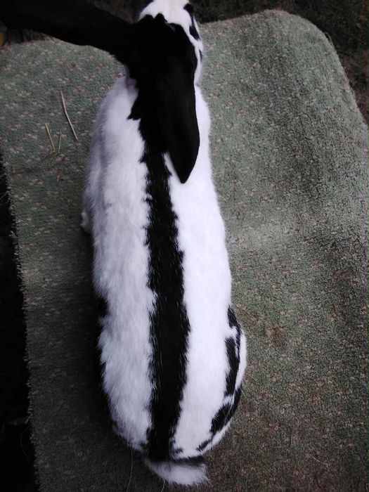 Sprzedam samce i samice Olbrzym Srokacz Czarny (OSC)