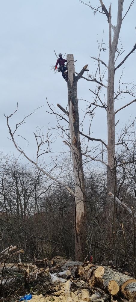 Wycinka i pielęgnacja drzew metodą alpinistyczną frezowanie pni