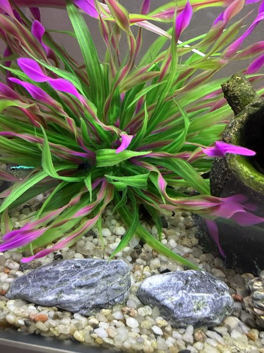 Akwarium wraz z zawaroscią