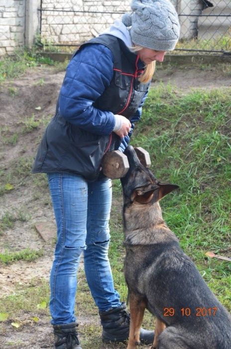 Дрессировка собак Днепр/K-9 Aus Sursko-Litovsk