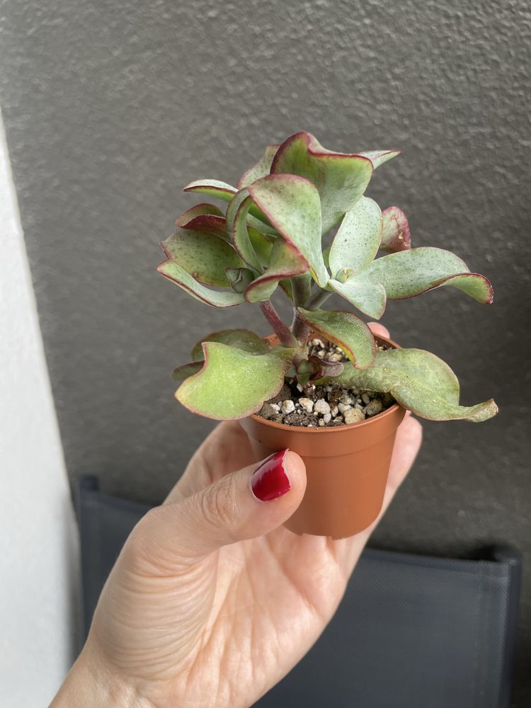 Crassula arborescens “Blue Bird“ drzewko szczęścia sukulent