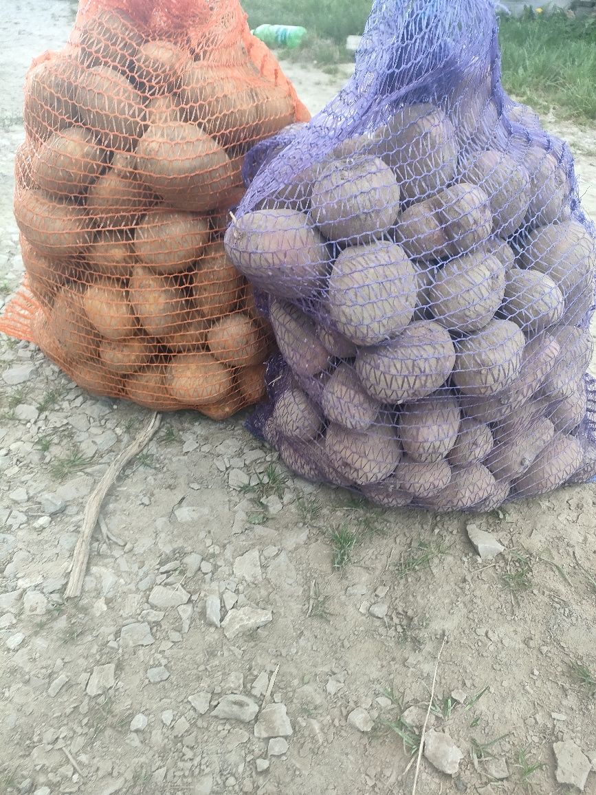 Ziemniaki jadalne/paszowe/wielkości sadzeniaka