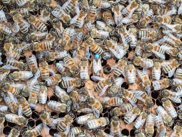Бджоли, матки різних порід Фастів!