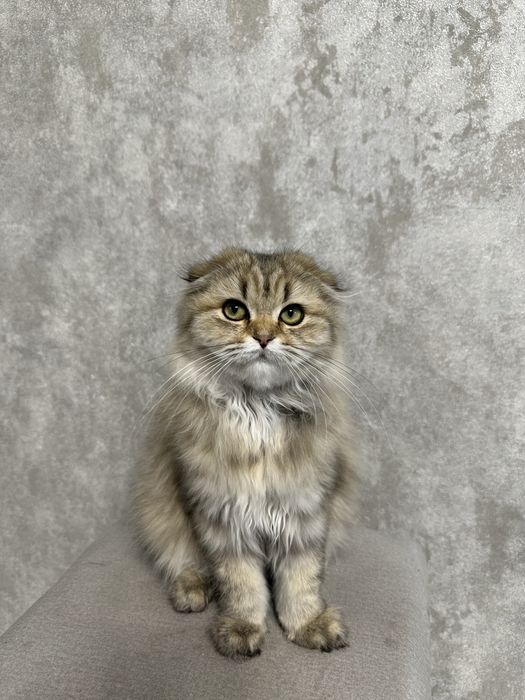 Кошеня британська висловуха