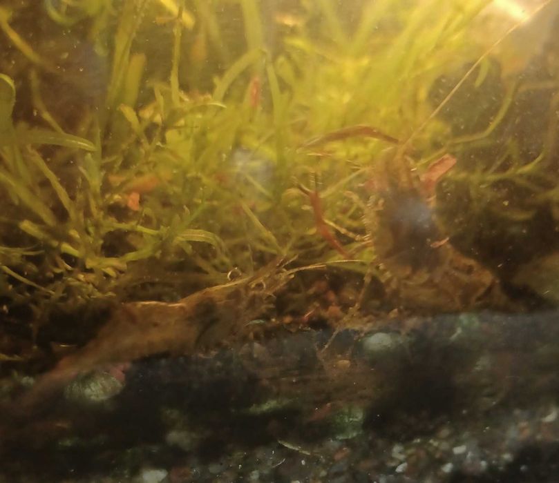 Аквариумная креветка   пресноводная Макробрахиум санитар