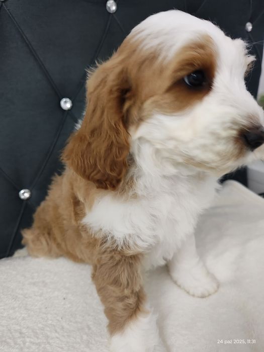 Cockapoo Boy GOTOWY DO odbioru