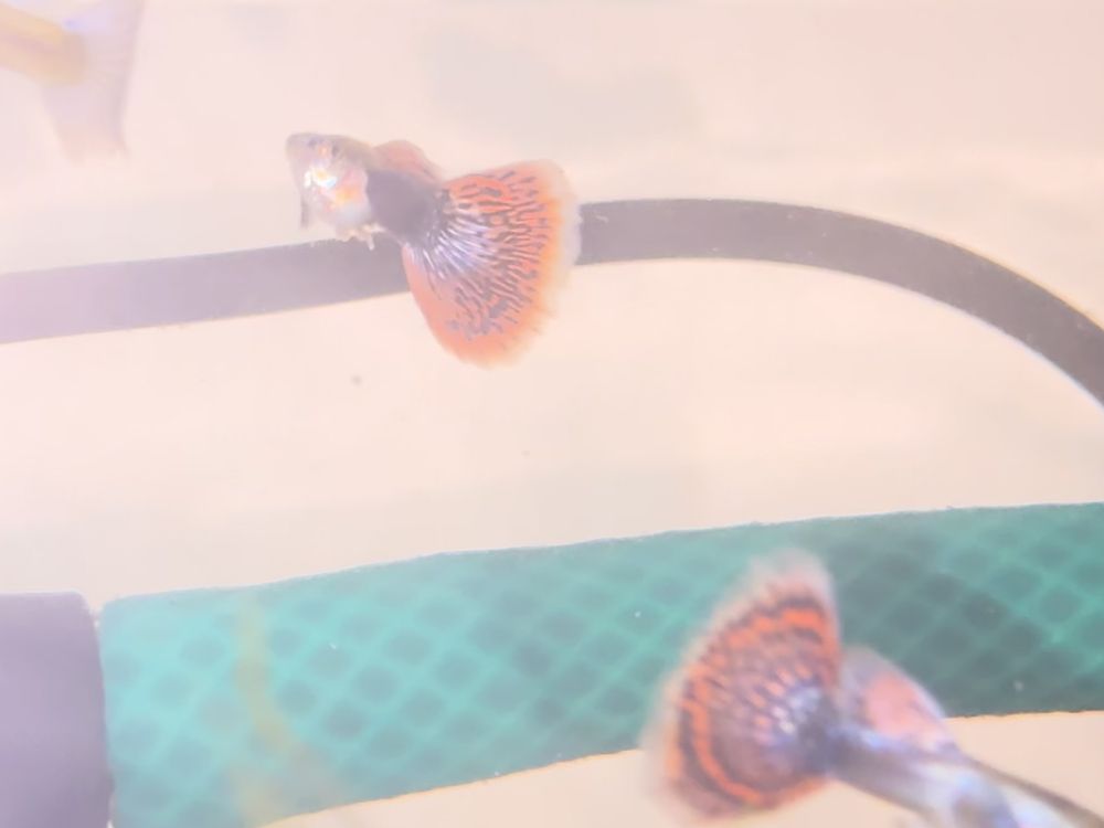 Guppys e camarões