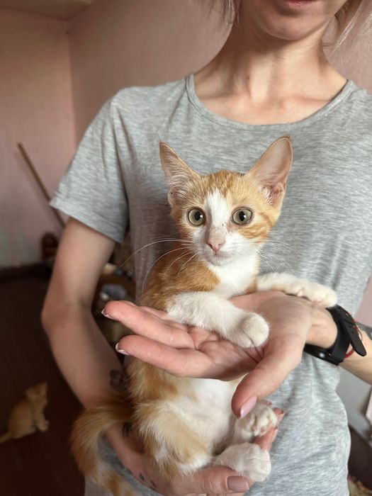 Риже котеня 4 місяці