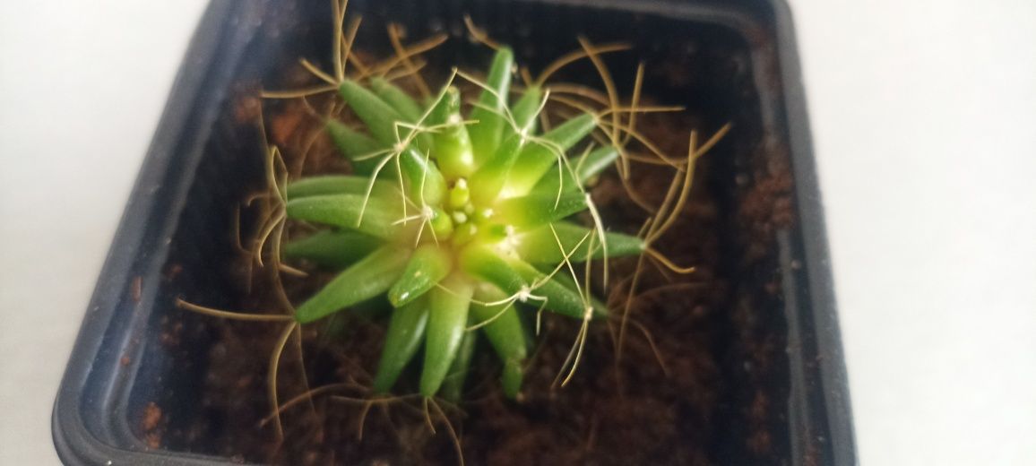 Sprzedam kaktus Mammillaria DECIPIENS