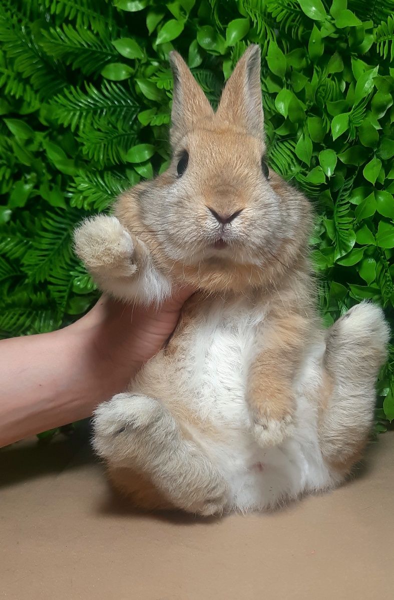 Карликовый мини кролик,міні кролики,кроленята,крольчата,карликовые