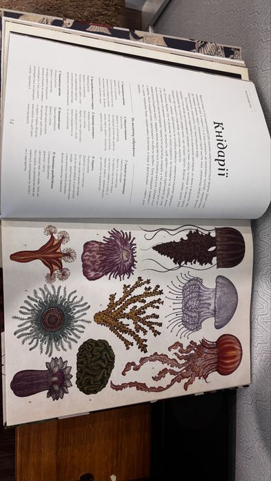 Книга Анімаліум. Кейті Скотт і Дженні Брум