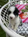Suczka Border Collie Blue Merle