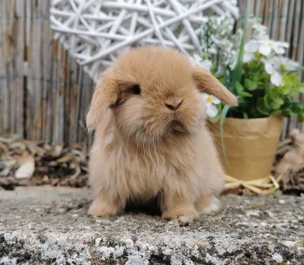 KIT Coelhos anões orelhudos, mini lop super inteligentes e dóceis