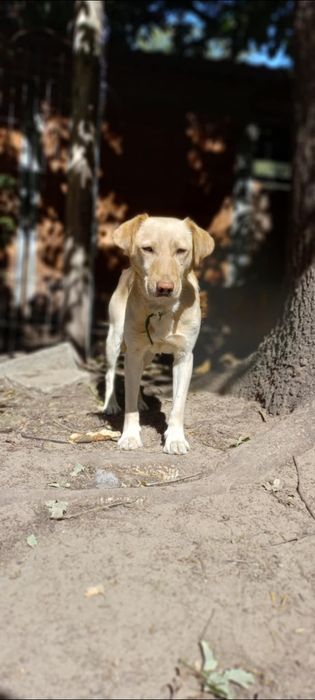 Labrador mix Milo do adopcji