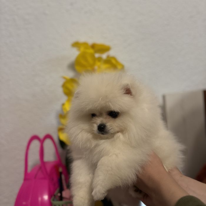 ляльковий Ведмедик хлопчик.