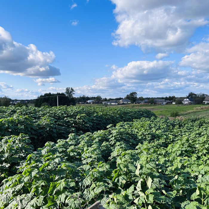 Павловнія для дров, Павловния промышленная, Pao-Tong Стовбур 2см