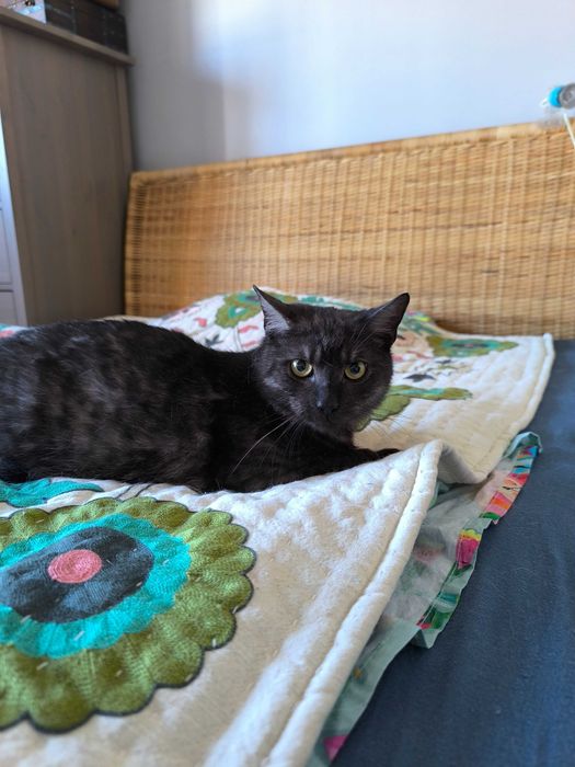 Kot Denzel czeka na adopcję