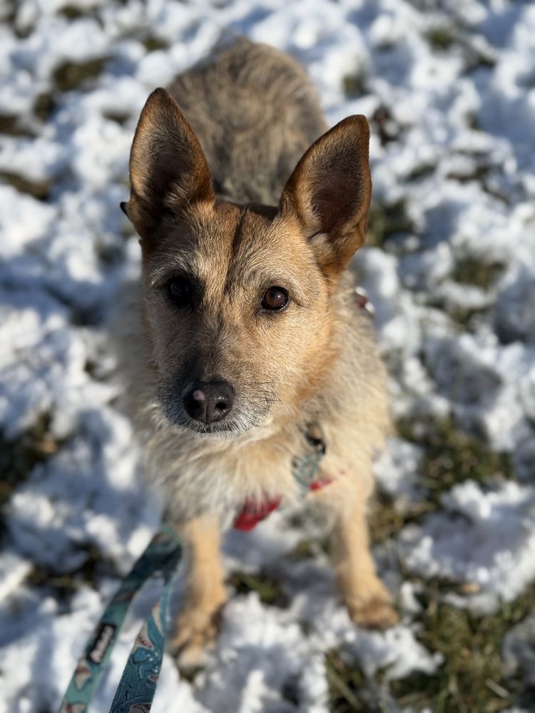 Maja - nieśmiała sunia w typie terriera do adopcji