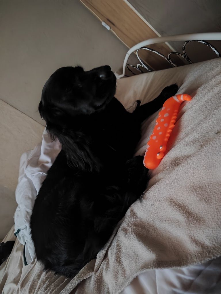 Piesek rasy Cocker spaniel