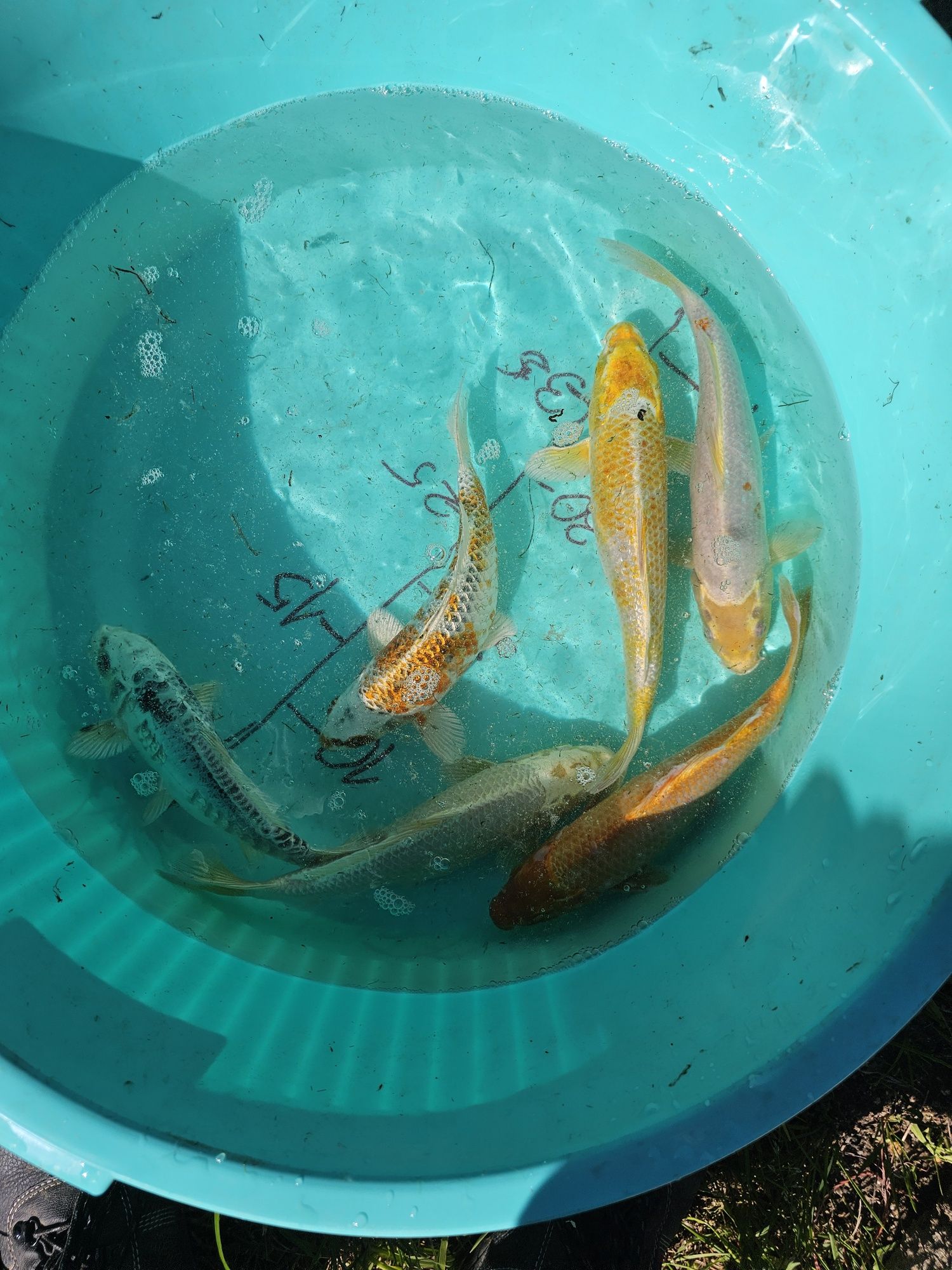 Carpas koi 25-35 cm