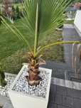 Palma washingtonia robusta